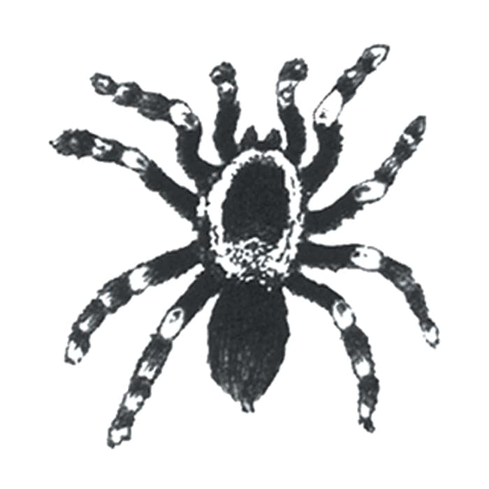 Small Tarantula Temporary Tattoo 1.5 in x 1.5 in