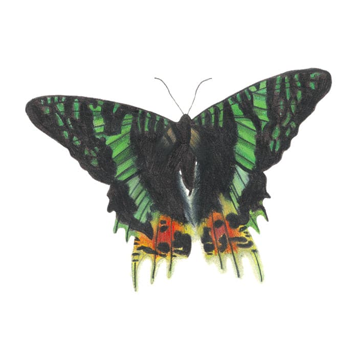 Emerald Shadow Butterfly Temporary Tattoo 3.5 in x 2.5 in