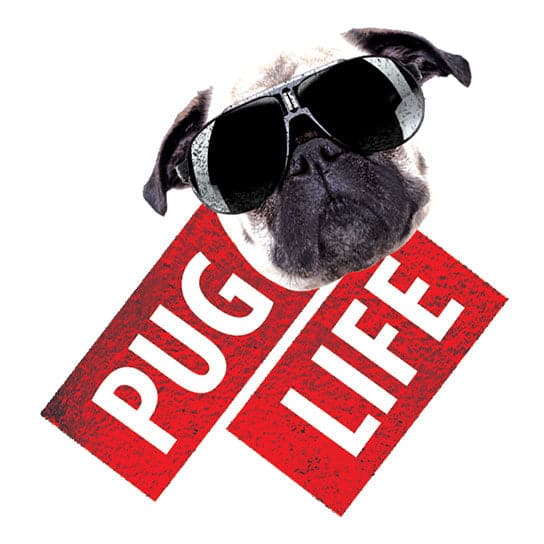 Pug Life Metallic Temporary Tattoo 2.5 in x 2.5 in