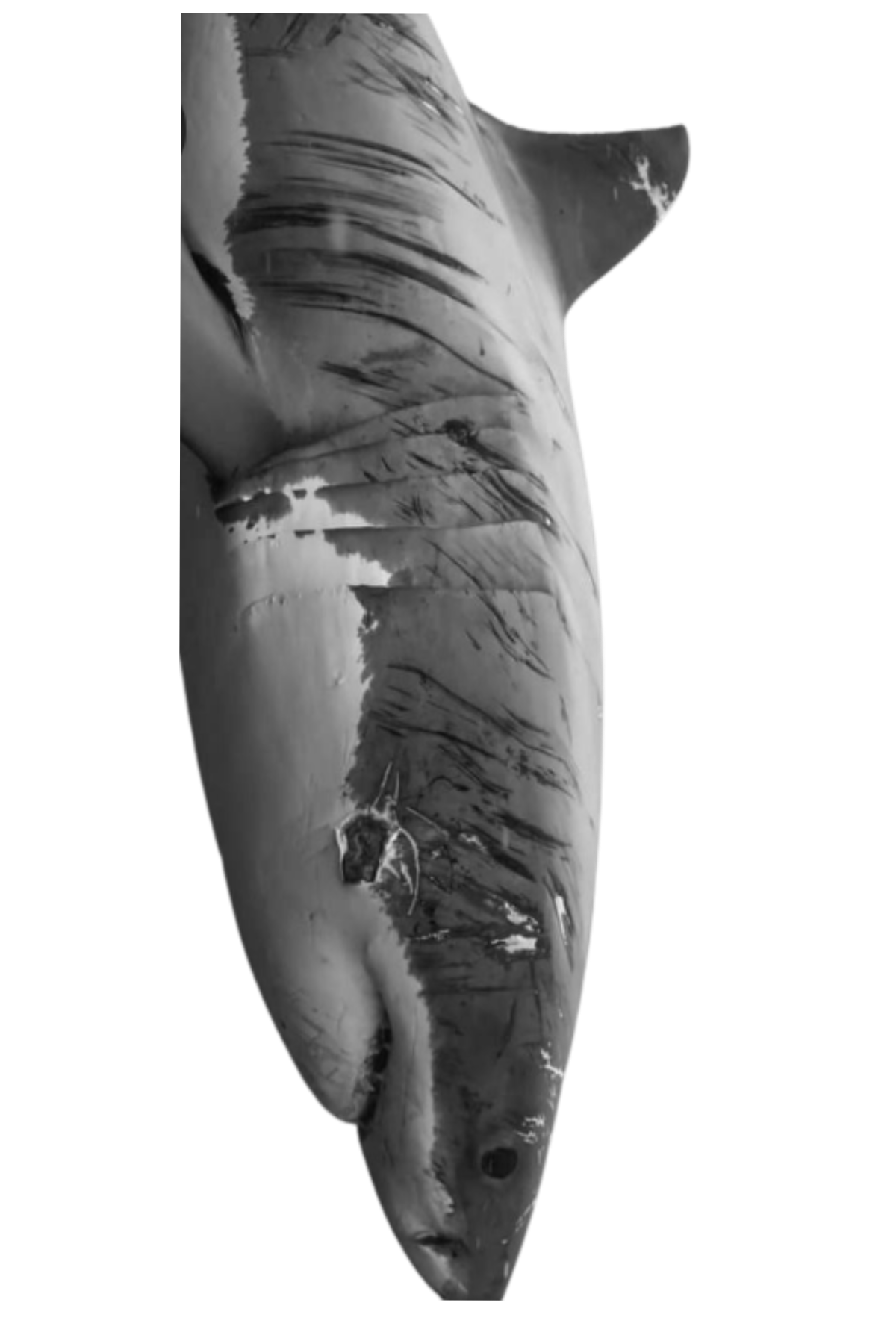Semi-Permanent - Black Line Only