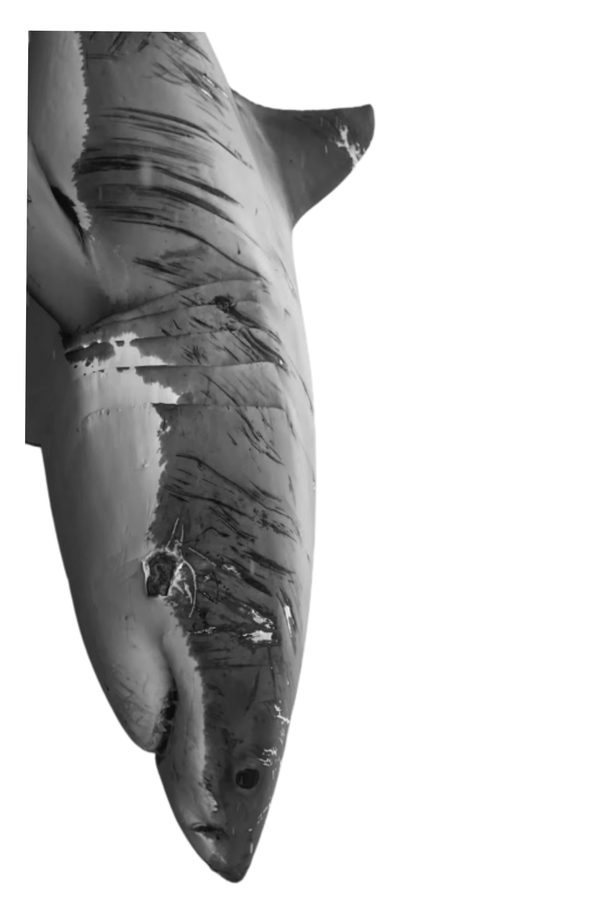 Semi-Permanent - Black Line Only