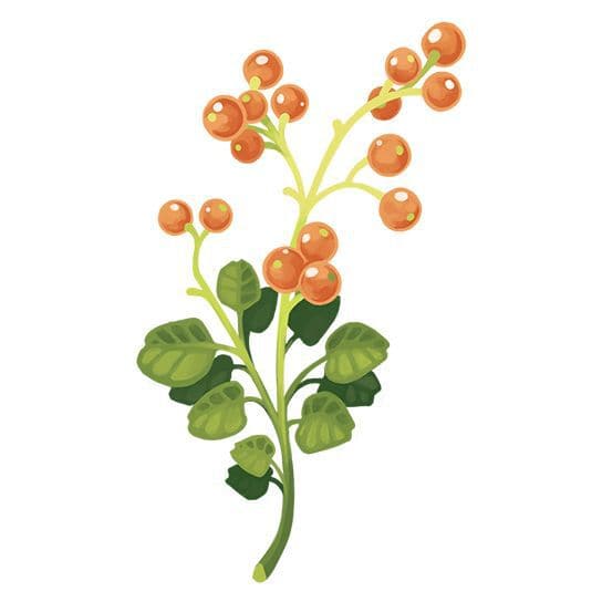 Berry Red Floral Temporary Tattoo