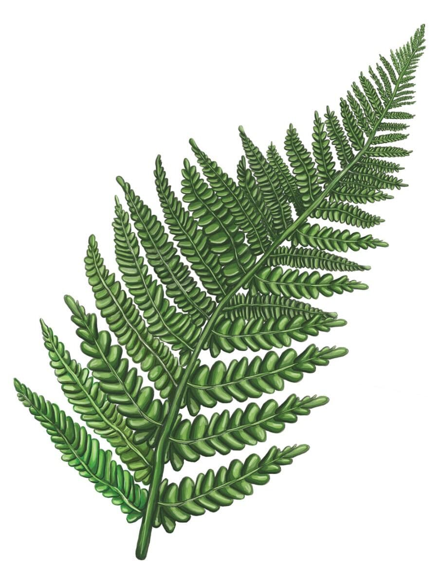 Fern Leaf Temporary Tattoo