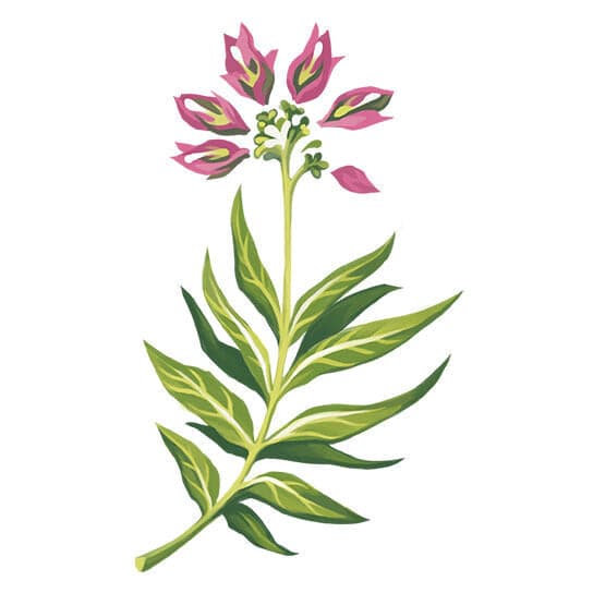 Fuschia Floral Temporary Tattoo