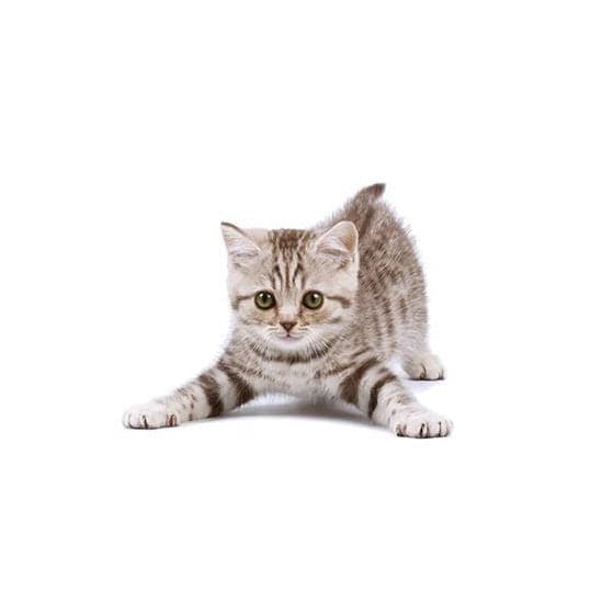 Gray Cat Temporary Tattoo