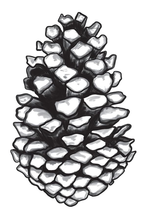 Pine Cone Temporary Tattoo