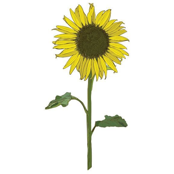 Sunflower Temporary Tattoo
