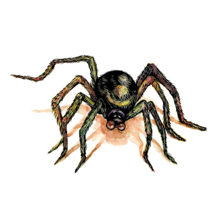 Brown Spider Temporary Tattoo 2 in x 2 in