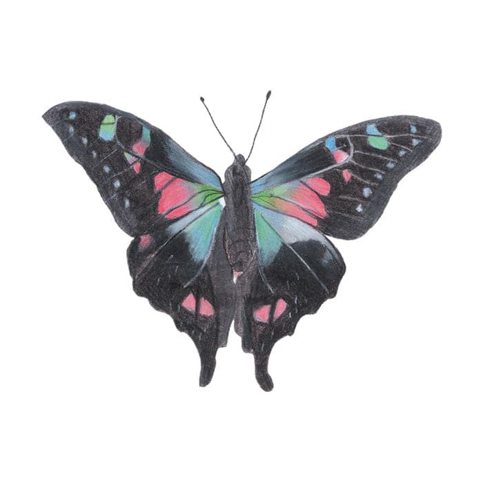 Nightshade Butterfly Temporary Tattoo 3.5 in x 2.5 in