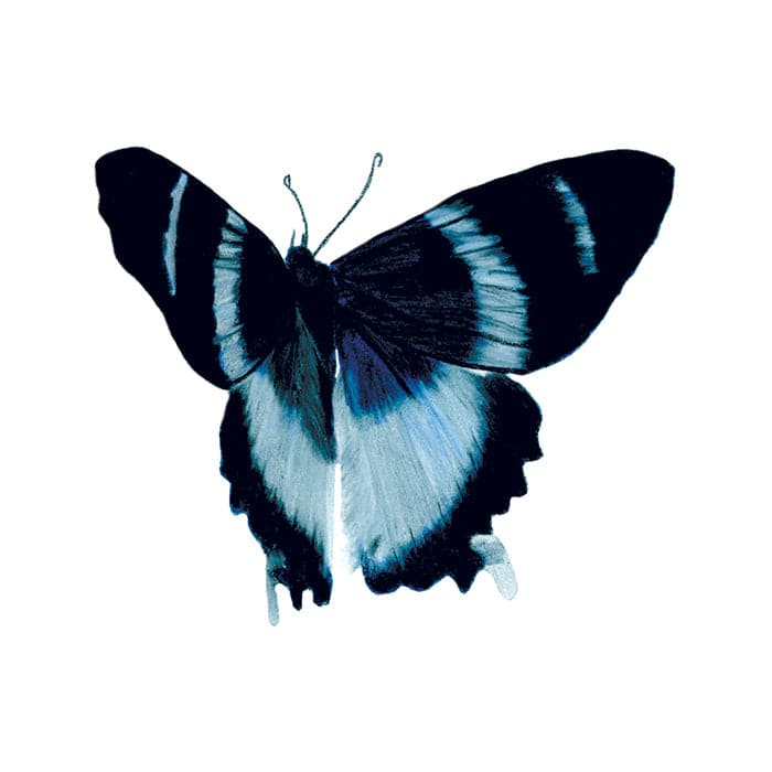Blue Elegance Butterfly Temporary Tattoo 3.5 in x 2.5 in