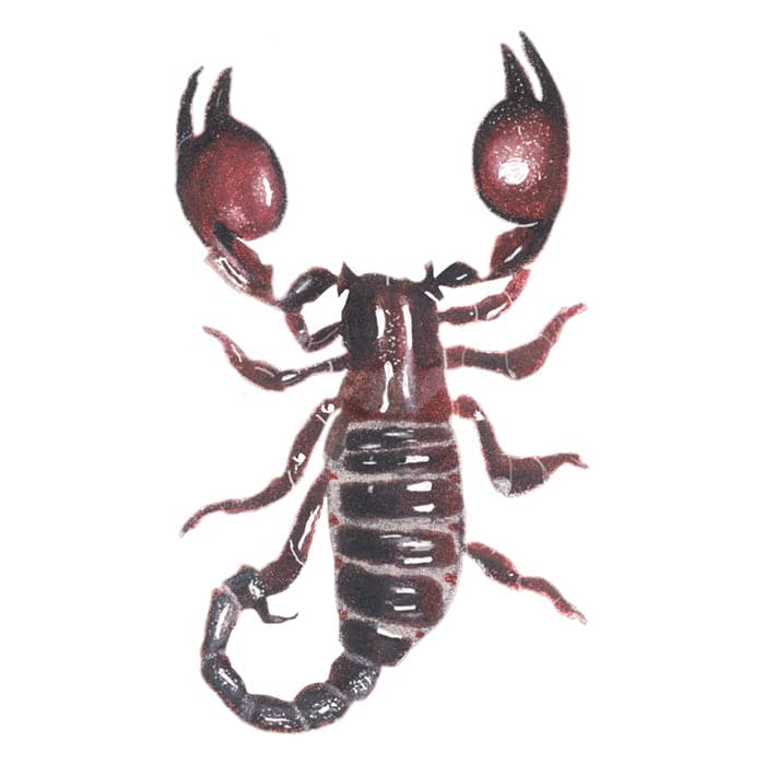 Desert Scorpion Temporary Tattoo 3.5 in x 2.5 in