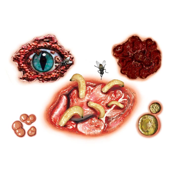 Gory Eyeball and Maggots Temporary Tattoo 3.5 in x 2.5 in