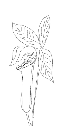 Semi-Permanent - Black Line Only