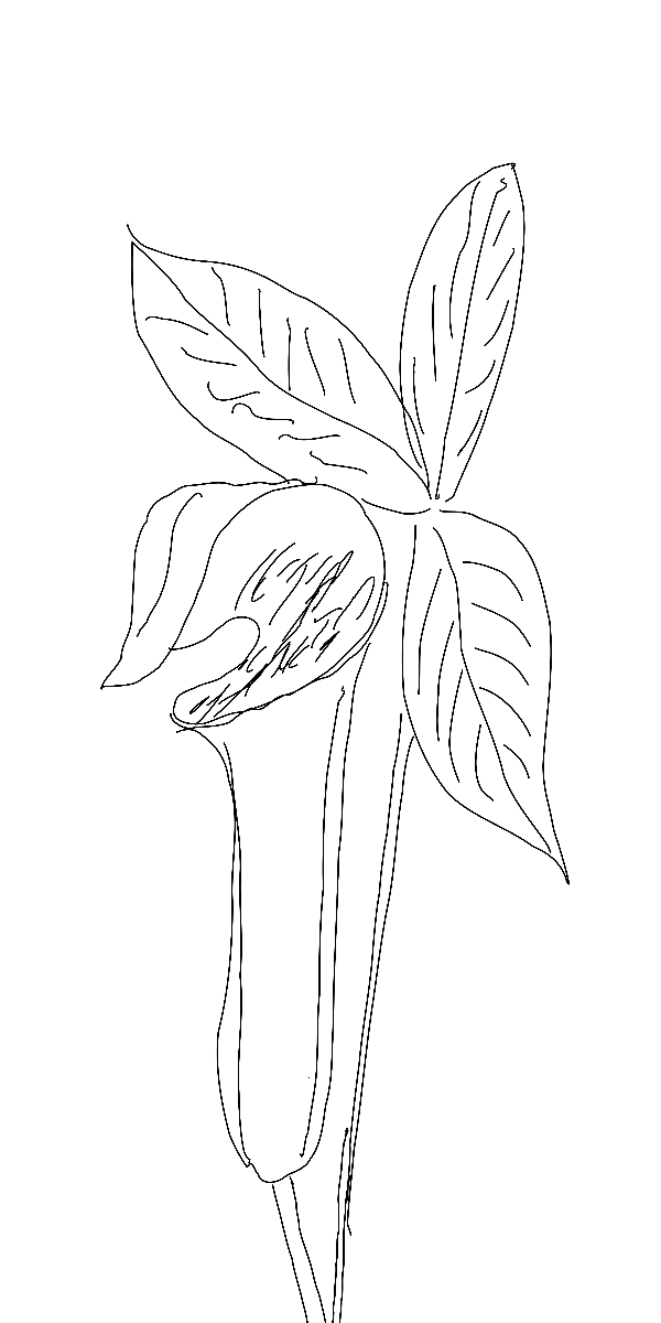 Semi-Permanent - Black Line Only