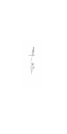 Semi-Permanent - Black Line Only