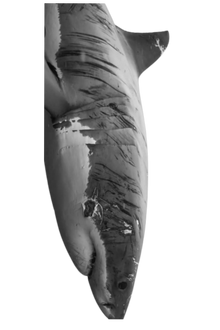Semi-Permanent - Black Line Only