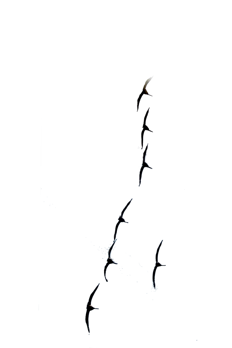 Semi-Permanent - Black Line Only