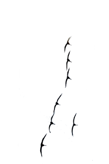 Semi-Permanent - Black Line Only