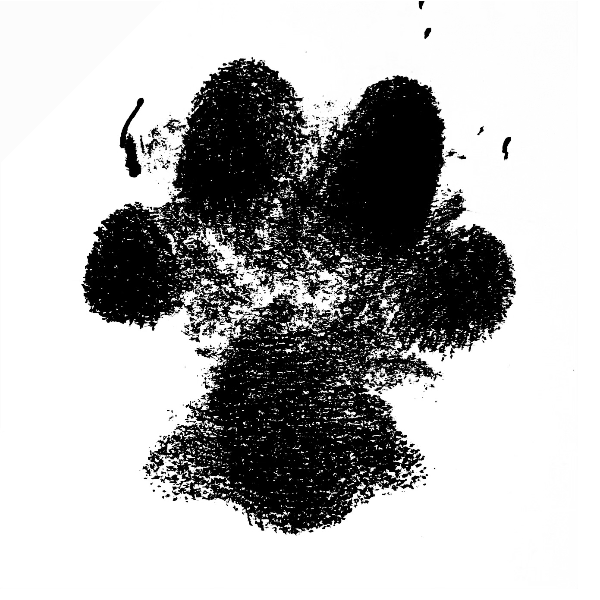 Semi-Permanent - Black Line Only