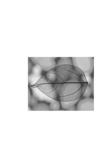 Semi-Permanent - Black Line Only