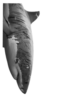 Semi-Permanent - Black Line Only