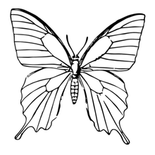 Semi-Permanent - Black Line Only