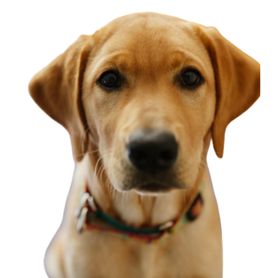 Classic - Full Color