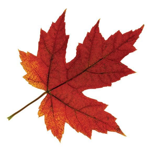 Fall Maple Leaf Temporary Tattoo