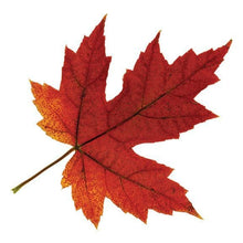 Fall Maple Leaf Temporary Tattoo