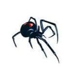 Black Widow Spider Bug Temporary Tattoo