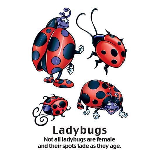 Cartoon Ladybug Temporary Tattoo