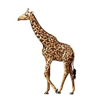 Giraffe Temporary Tattoo