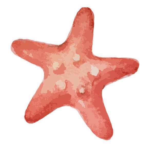 Coral Starfish Temporary Tattoo