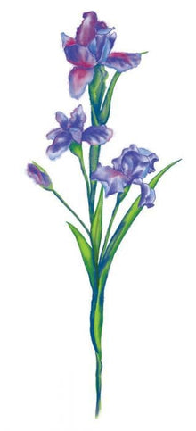 Watercolor Iris Temporary Tattoo