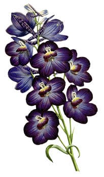 Purple Orchids Floral Temporary Tattoo