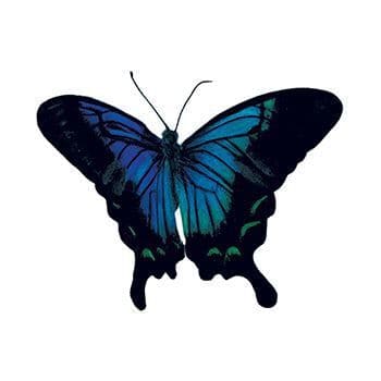 Sketched Blue Butterfly Temporary Tattoo