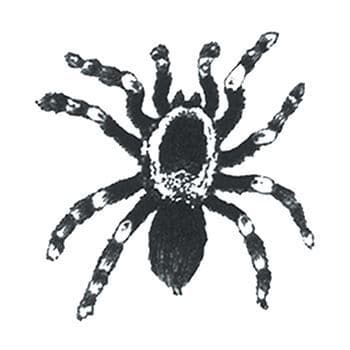 Small Tarantula Temporary Tattoo