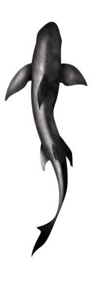 Open Water Swimming Shark Temporary Tattoo