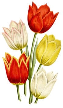 Tulips Floral Temporary Tattoo